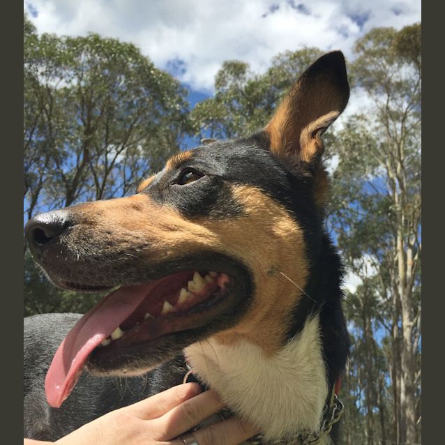 Photo of Miss Moo ~ On Trial 18/2/17
