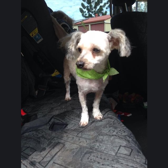 Photo of Bronti (Only Available For Lismore,And Surrounding