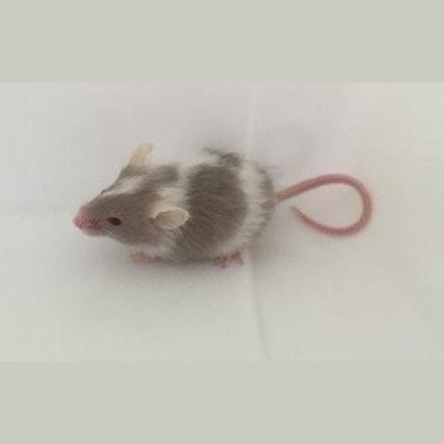 Photo of Mauve