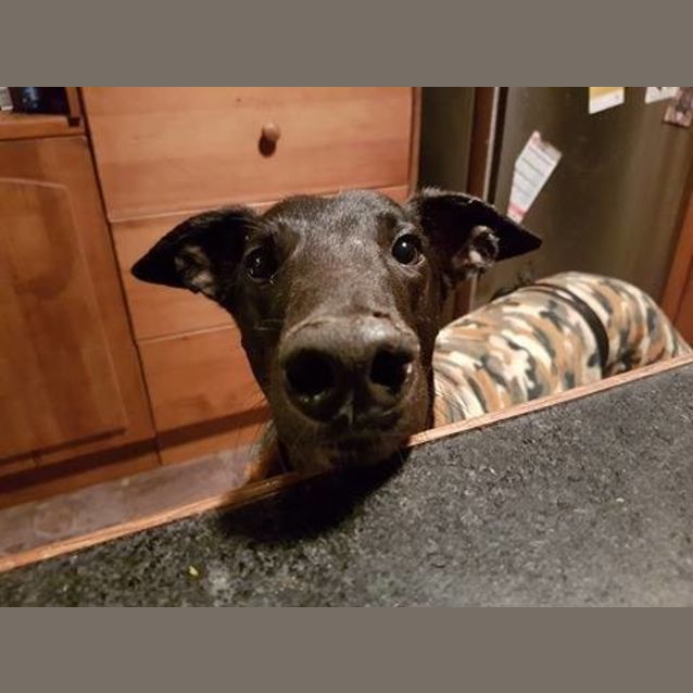 Photo of “Alfie”, Cat Tolerant. Canberra