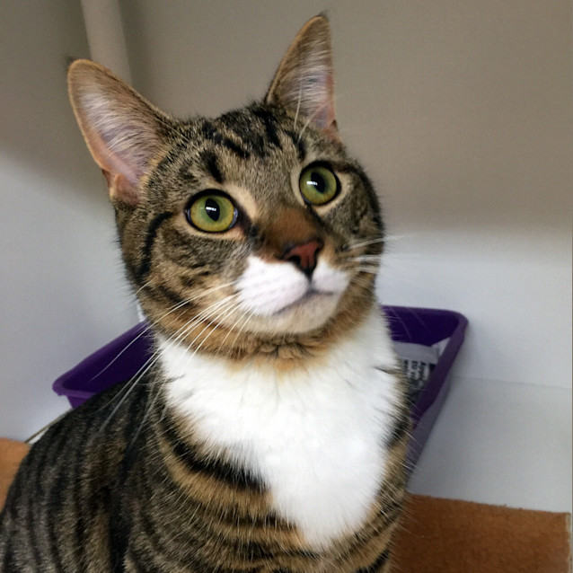 Photo of Bert