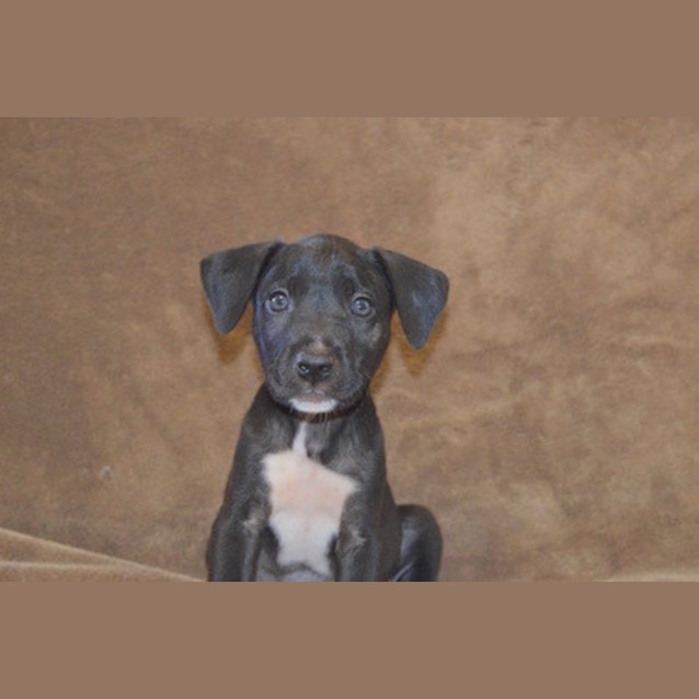 Photo of Dozer (D3395) 