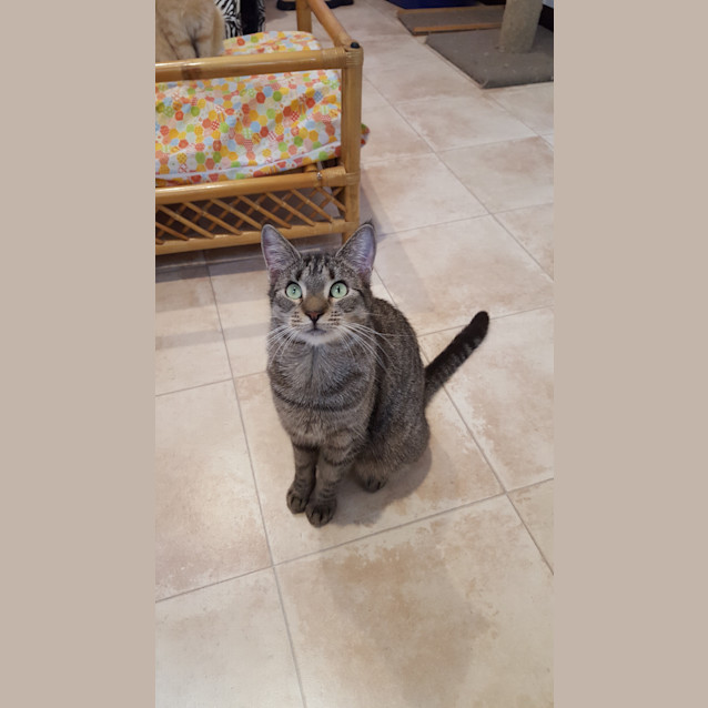 Photo of Buffy ($25 Adoption Fee)