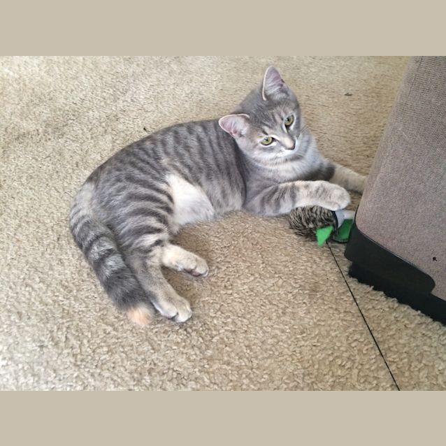 Photo of Chanel Kitten