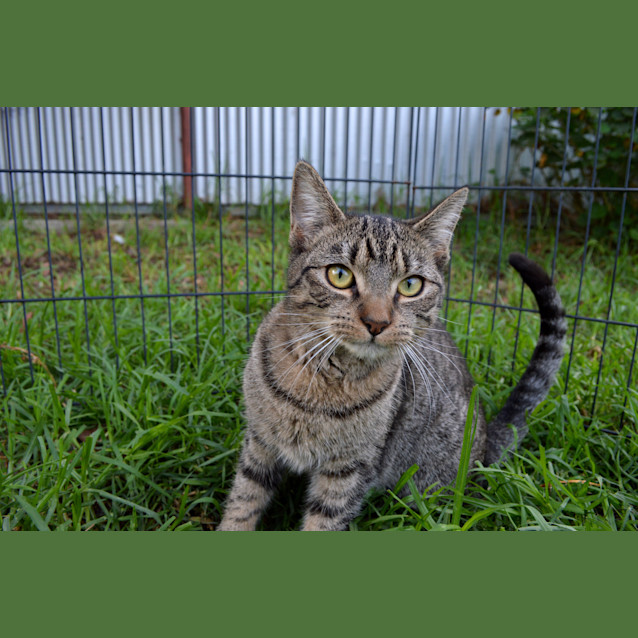 Photo of Sheldon   Only $120!