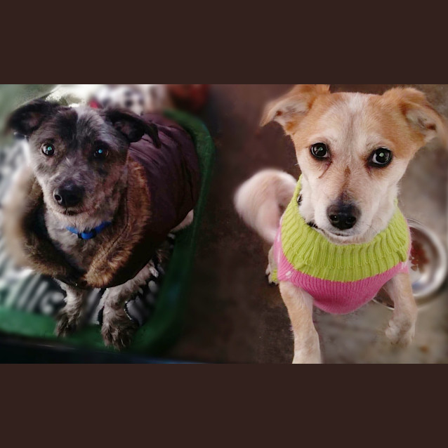 Photo of Fred & Wilma *•🐶Adopt Us🐶•*