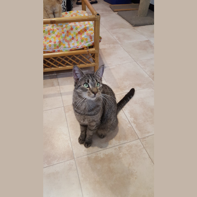 Photo of Buffy ($25 Adoption Fee)