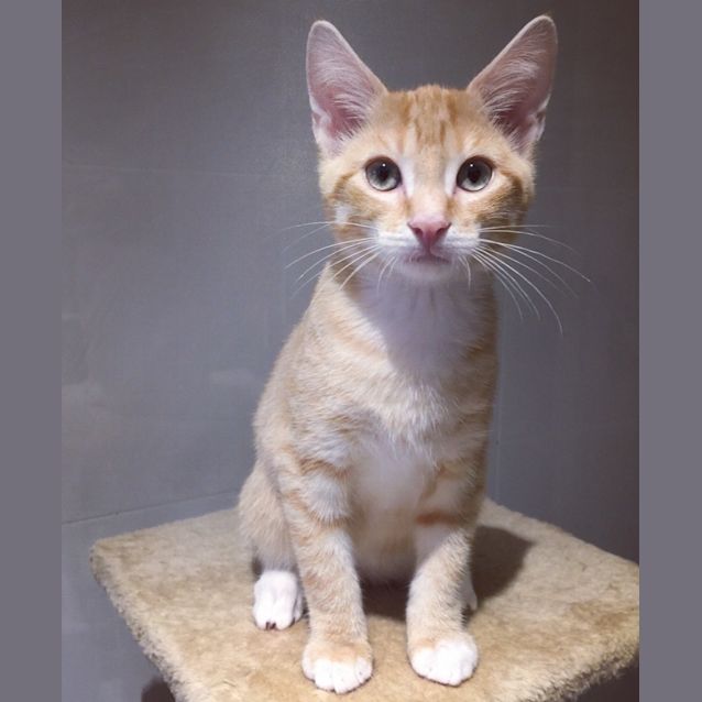 Photo of Percy