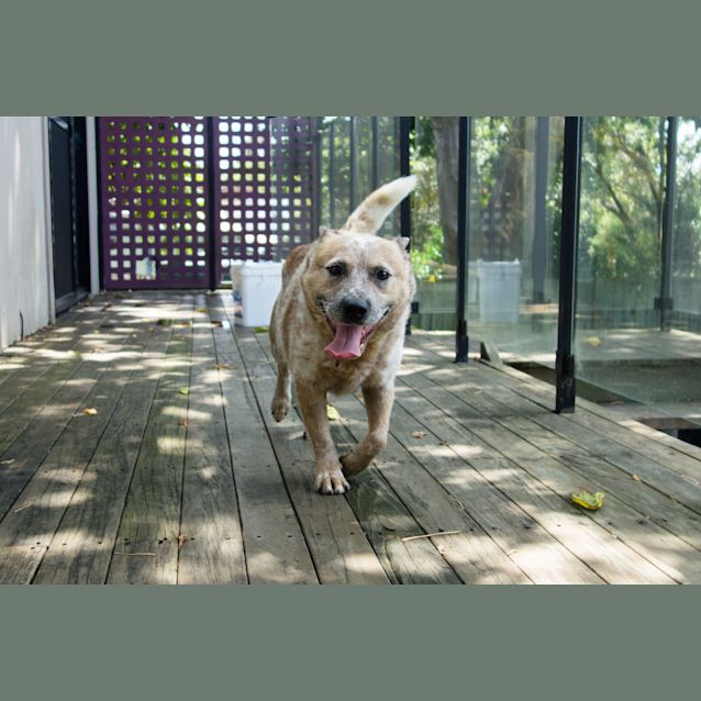 Photo of Peanut