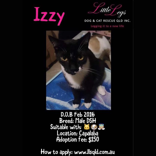 Photo of Izzy 