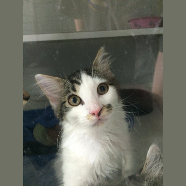 Photo of Boris