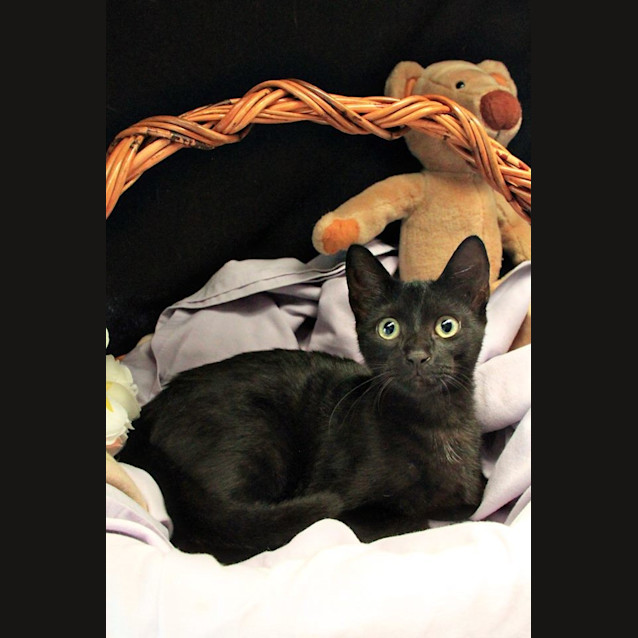 Photo of Batman