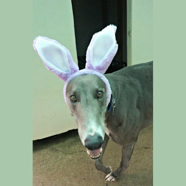 Photo of Rambo (On Trial)