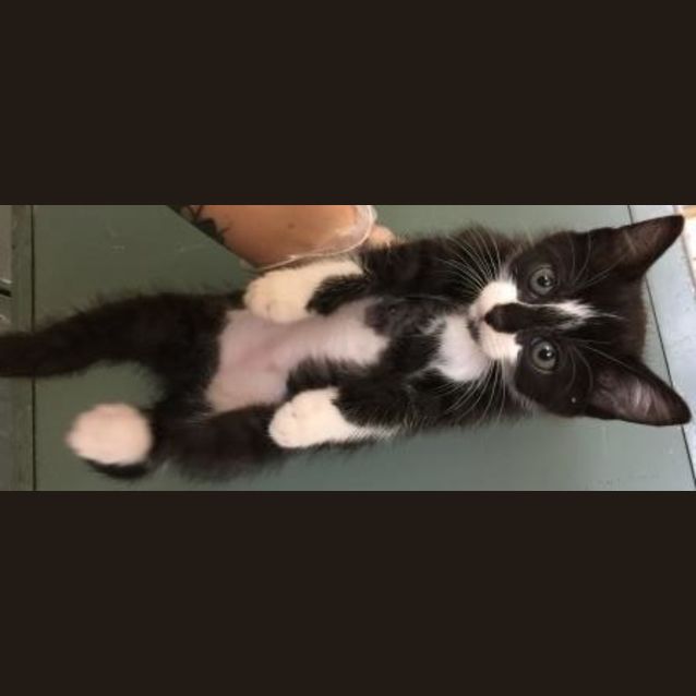 Photo of Chippie