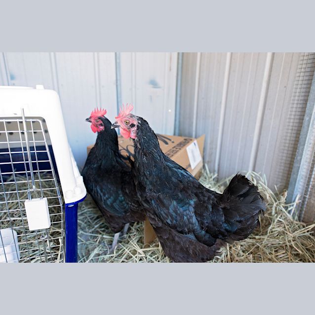 Photo of Clucky
