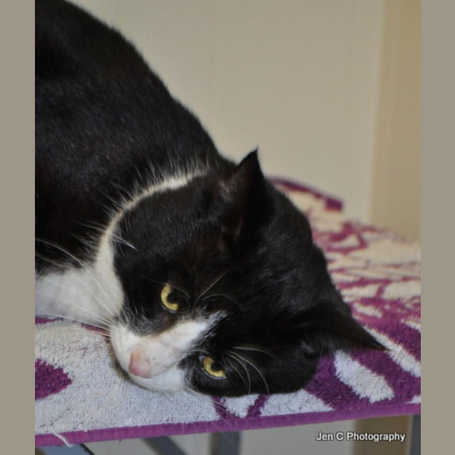 Photo of Louie The Perfect Companion (Canterbury Pound)
