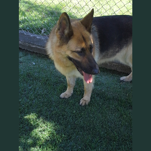Photo of Belle On Hold Pending Adoption.