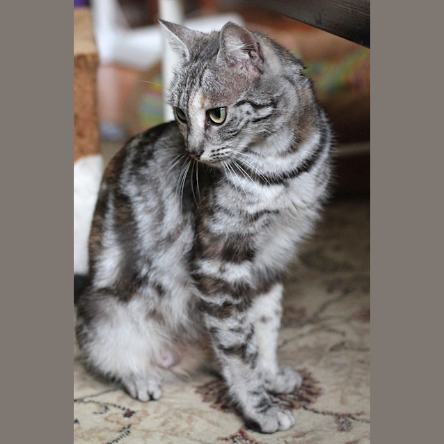Photo of Faith **2nd Chance Cat Rescue**