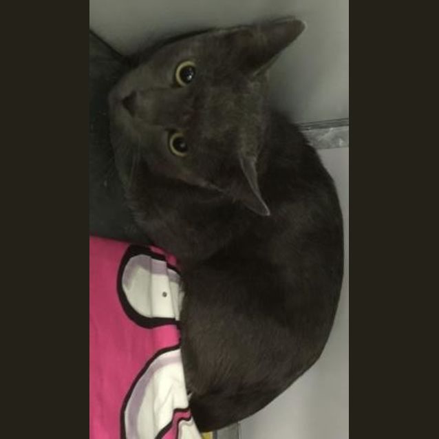 Photo of Polo