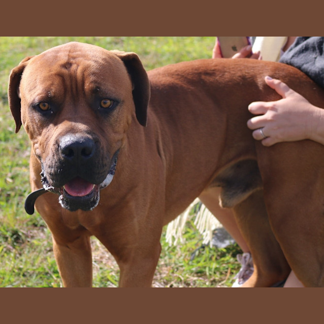 Photo of Dougie (Adoption Pending)