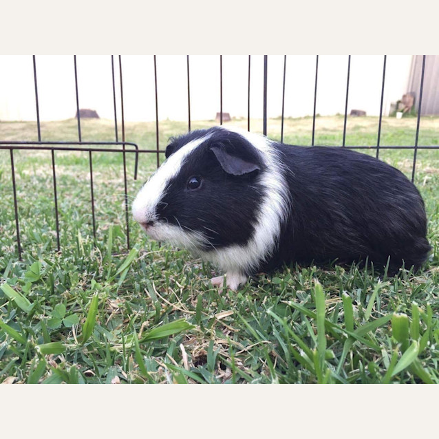 Photo of Frodo *•🐹I'm Looking For My Furever Family🐹•*