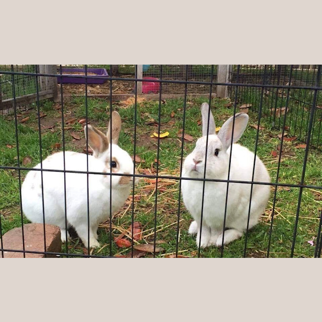 Photo of Willow & Tinkerbell *•Adopt Us•*