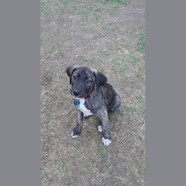 Photo of Remy