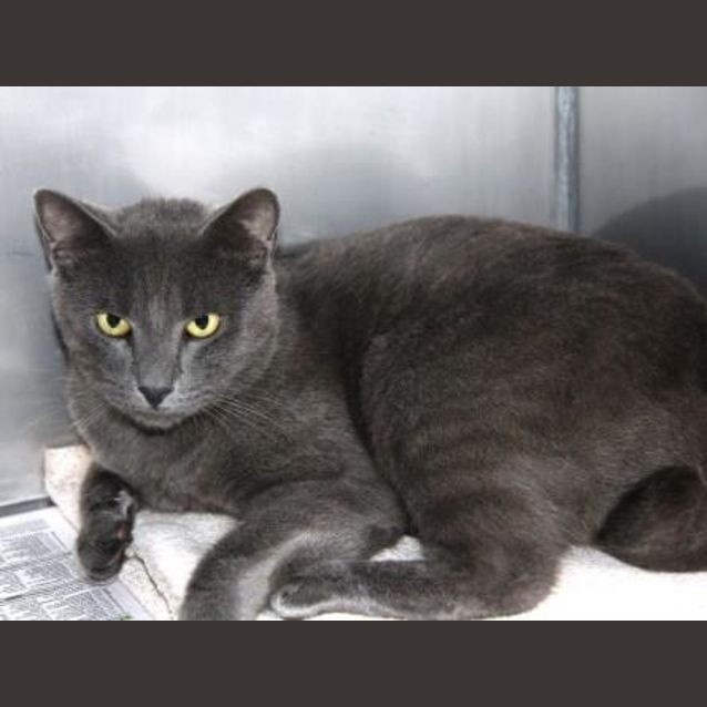 Photo of Smokey