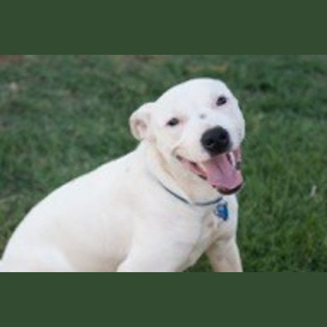 Photo of Snowy (D3239) 