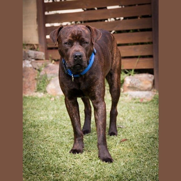 Photo of Sammy ** A Lovely Natured Boy **