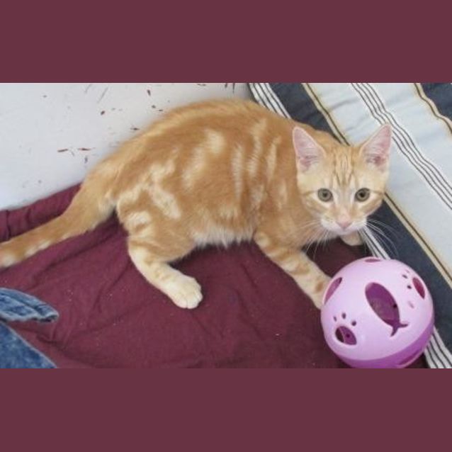 Photo of Peanut