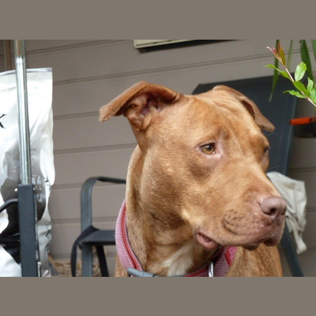 Photo of Bella
