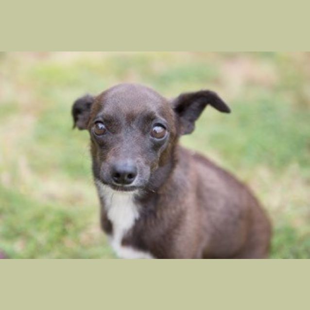 Photo of Bella (D1515) 