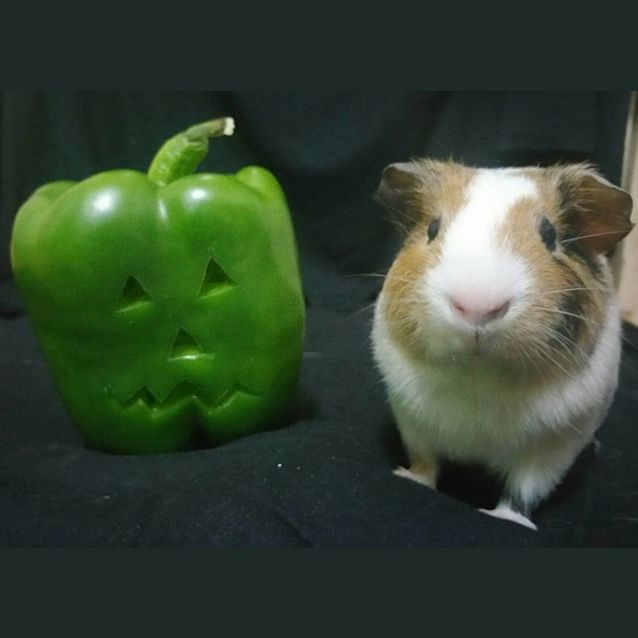 Photo of Saffron And Paprika