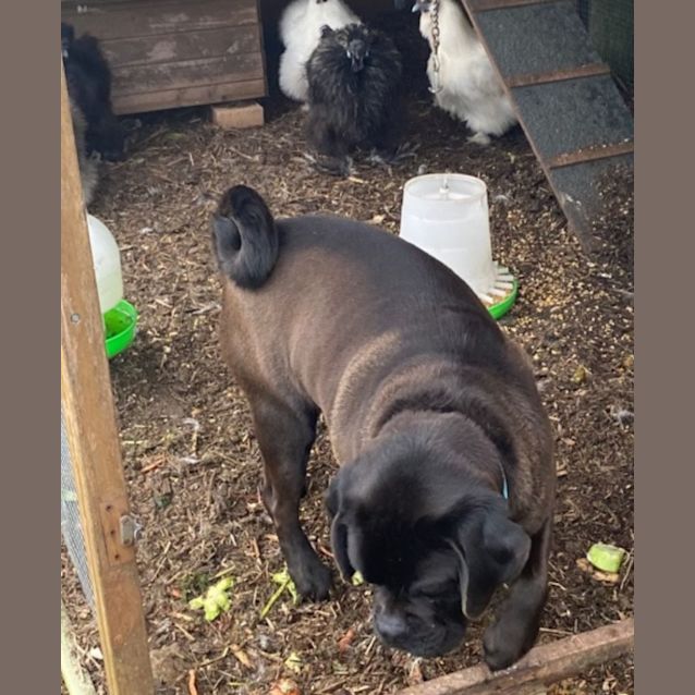 Photo of Doug   4 Year Old Pug X (Trial 1/9/23)