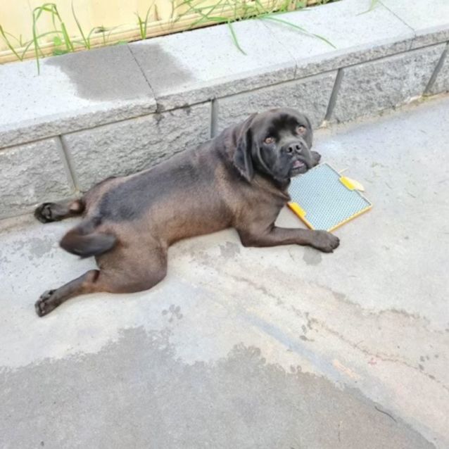 Photo of Doug   4 Year Old Pug X (Trial 1/9/23)