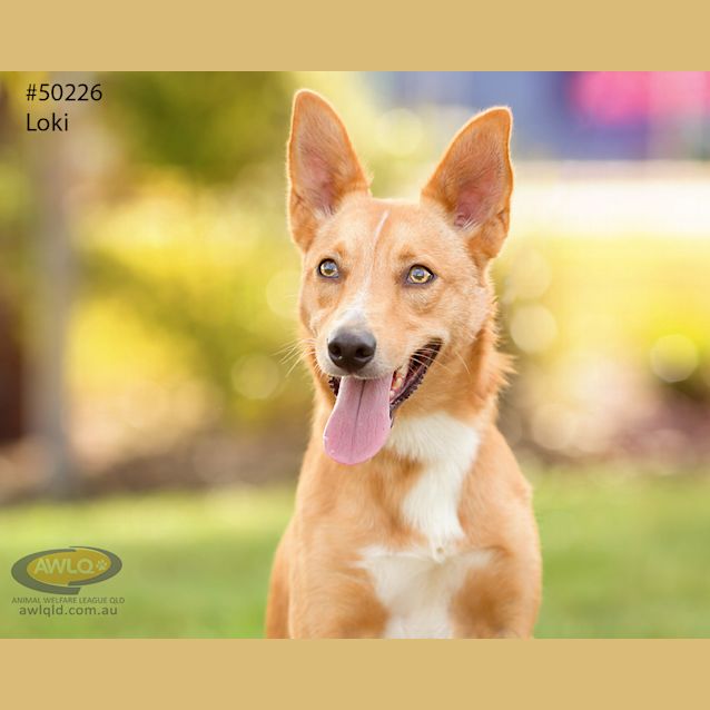 Photo of Loki