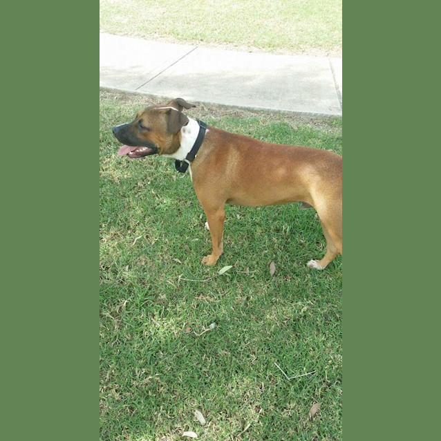 Photo of Diesel