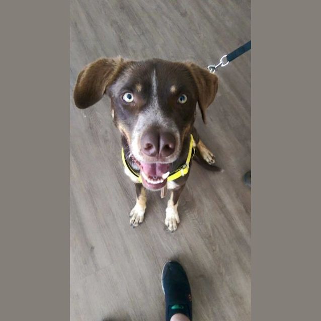 Photo of Benji