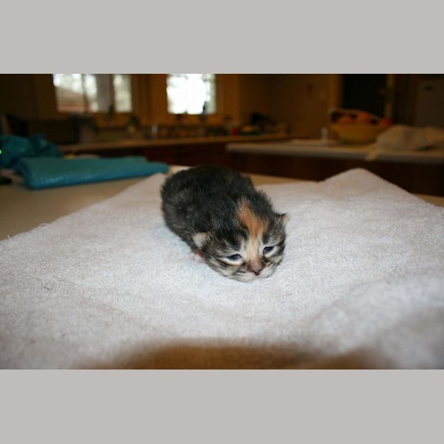 Photo of New Babies Born In A Pound