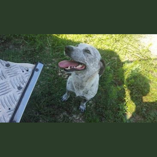 Photo of Nina (At Rspca Big Adopt Day Sept 17 Brisbane)