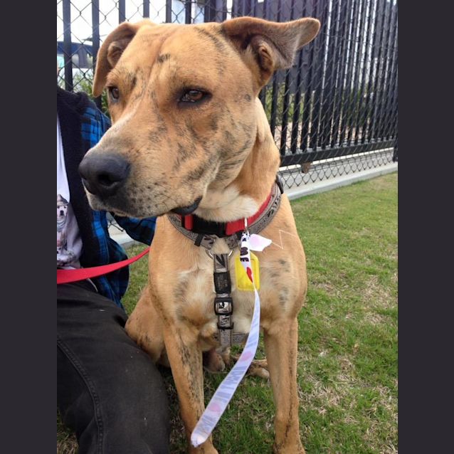 Photo of Tigger