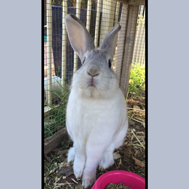 Photo of Willow & Tinkerbell *•Adopt Us•*