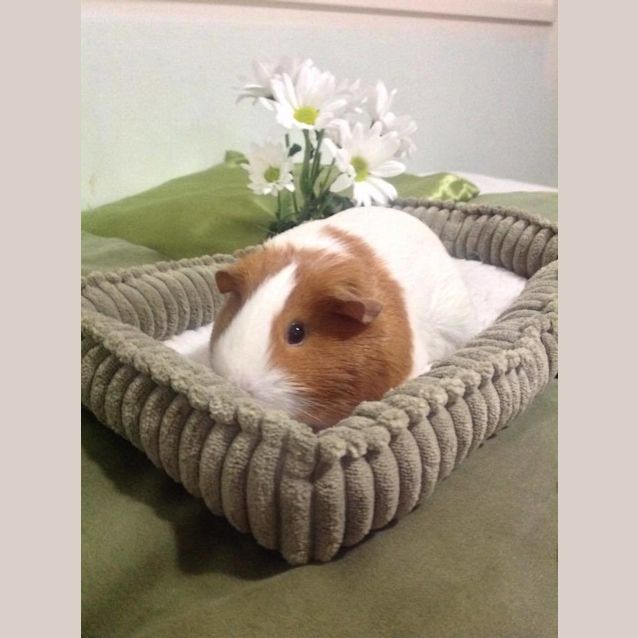 Photo of Gingernut