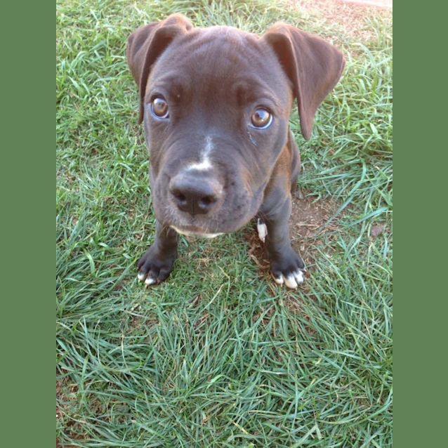 Photo of Willow