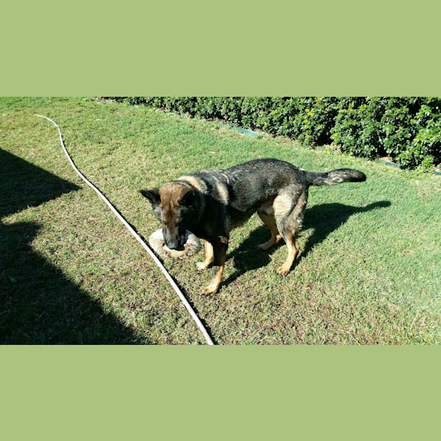 Photo of Nero