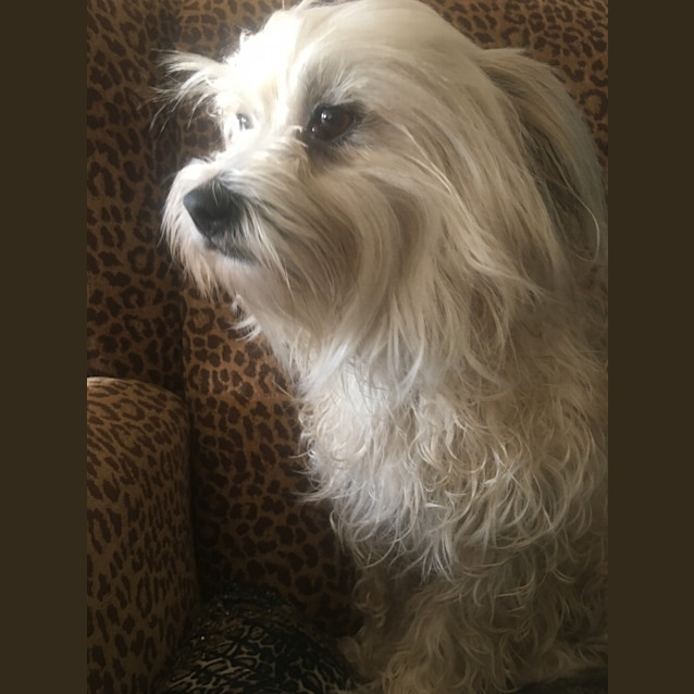 Photo of Coco The Cuddly Affectionate Lap Dog 