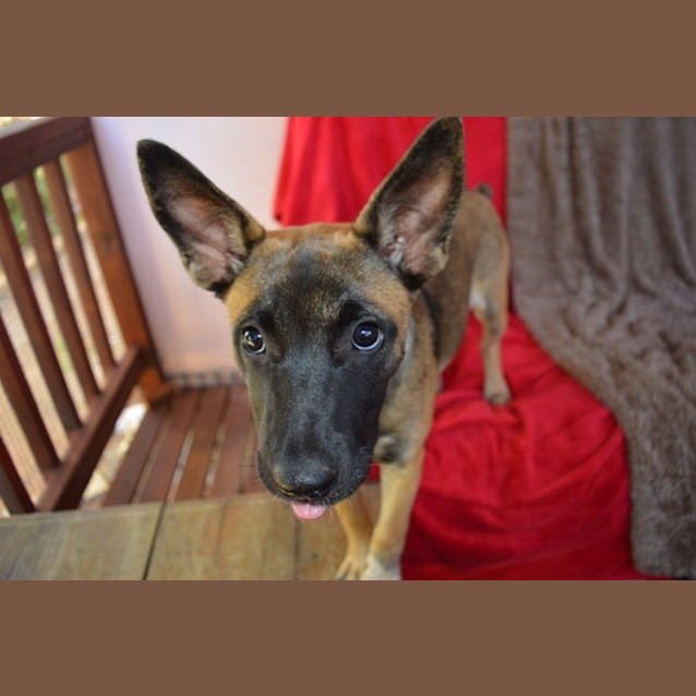 Photo of Suzi (D3386) 