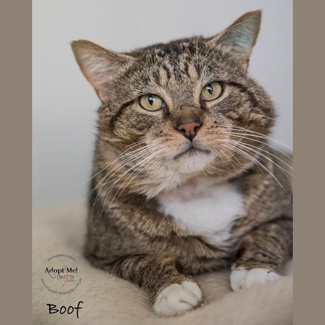 Photo of Boof Id33138