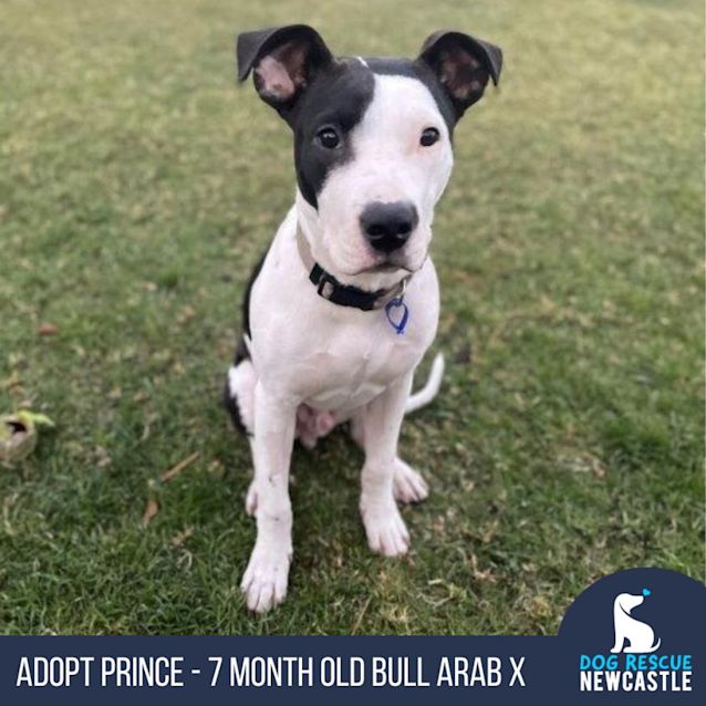 Photo of Prince   7 Month Old Bull Arab X
